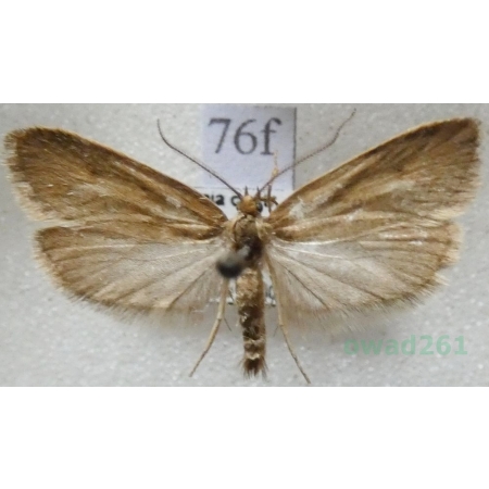 Epinotia solandriana (Linnaeus, 1758) Czech76f